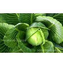Капуста " Харьковская зимняя " - 1 кг.