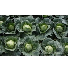 Капуста " Июньская " - 1 кг.