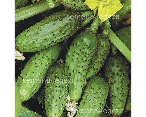 Огірок  "Кущовий" - 1 кг.