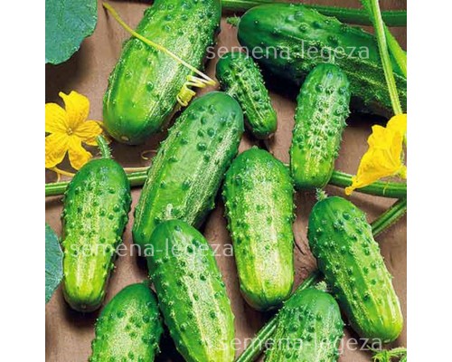 Огірок  "Роднічок" - 1 кг.