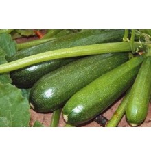 Кабачок " Аэронавт" - 1 кг.